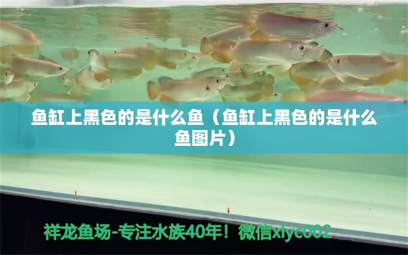 魚缸上黑色的是什么魚（魚缸上黑色的是什么魚圖片） 祥龍水族醫(yī)院