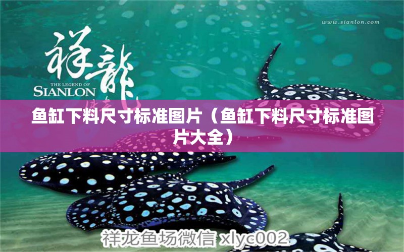 魚缸下料尺寸標(biāo)準(zhǔn)圖片（魚缸下料尺寸標(biāo)準(zhǔn)圖片大全） 白子黑帝王魟魚