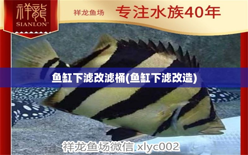 魚缸下濾改濾桶(魚缸下濾改造) 銀古魚苗