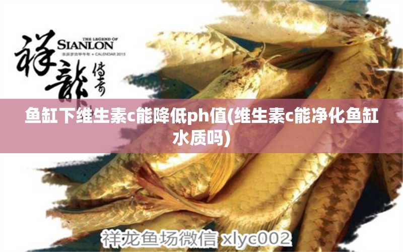 魚缸下維生素c能降低ph值(維生素c能凈化魚缸水質(zhì)嗎) 星點(diǎn)金龍魚