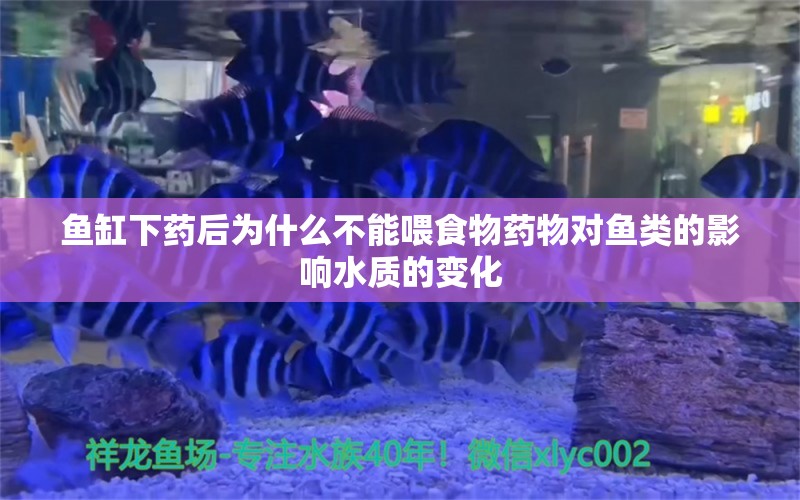 魚缸下藥后為什么不能喂食物藥物對魚類的影響水質的變化 羅漢魚批發(fā)