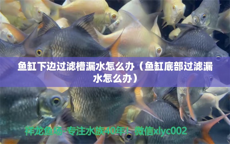 魚缸下邊過濾槽漏水怎么辦（魚缸底部過濾漏水怎么辦） 水溫計