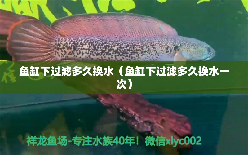 魚缸下過濾多久換水（魚缸下過濾多久換水一次）