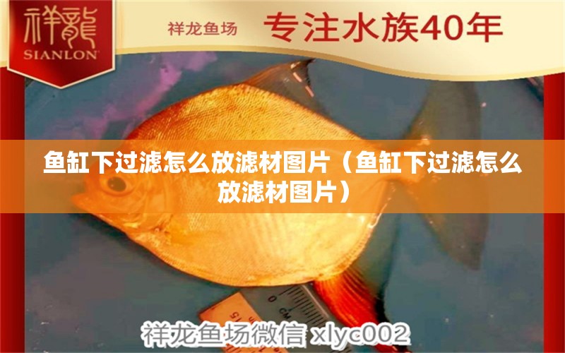 魚缸下過濾怎么放濾材圖片（魚缸下過濾怎么放濾材圖片） 食人魚（水虎）