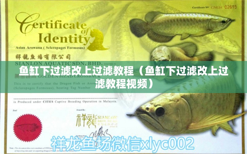 魚(yú)缸下過(guò)濾改上過(guò)濾教程（魚(yú)缸下過(guò)濾改上過(guò)濾教程視頻） 祥龍水族醫(yī)院