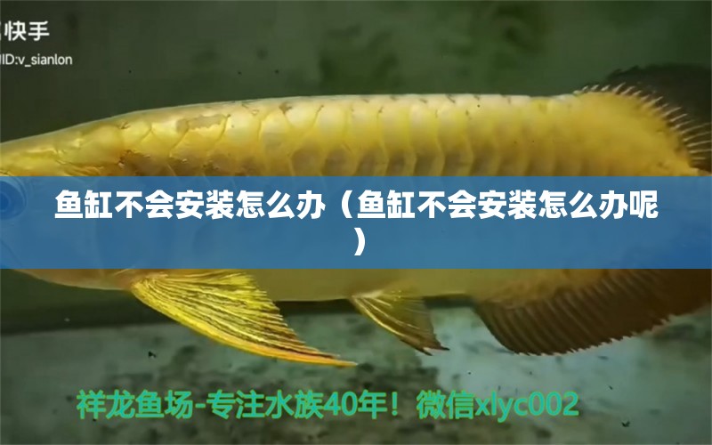 魚缸不會安裝怎么辦（魚缸不會安裝怎么辦呢）