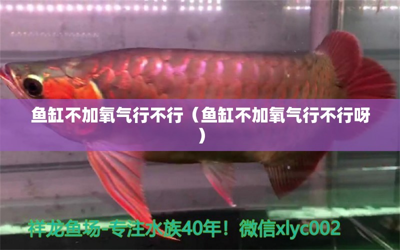 魚(yú)缸不加氧氣行不行（魚(yú)缸不加氧氣行不行呀）