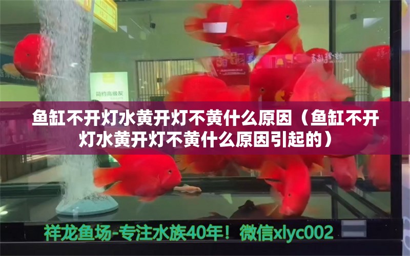 魚缸不開燈水黃開燈不黃什么原因（魚缸不開燈水黃開燈不黃什么原因引起的） 祥龍水族醫(yī)院