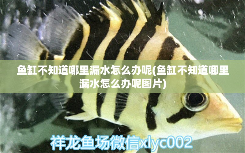 魚(yú)缸不知道哪里漏水怎么辦呢(魚(yú)缸不知道哪里漏水怎么辦呢圖片) 海象魚(yú)