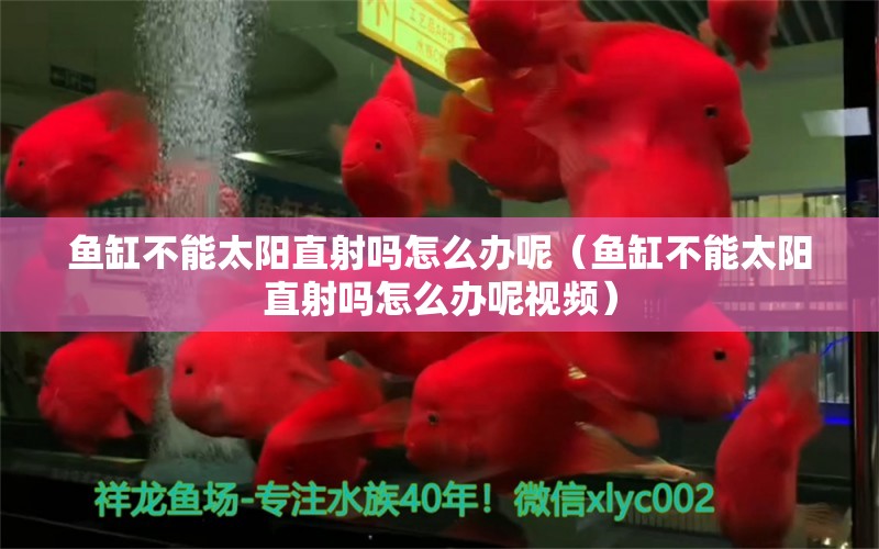 魚缸不能太陽直射嗎怎么辦呢（魚缸不能太陽直射嗎怎么辦呢視頻）