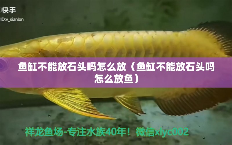 魚缸不能放石頭嗎怎么放（魚缸不能放石頭嗎怎么放魚）