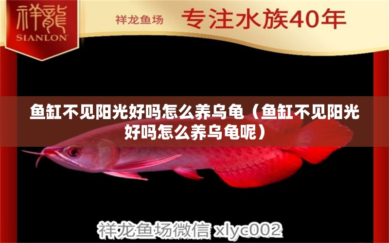 魚缸不見陽光好嗎怎么養(yǎng)烏龜（魚缸不見陽光好嗎怎么養(yǎng)烏龜呢）