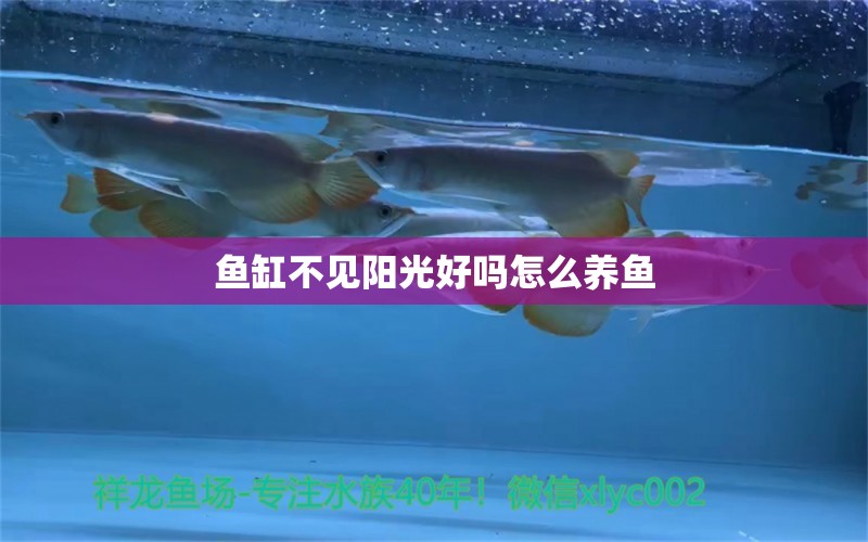 魚缸不見陽光好嗎怎么養(yǎng)魚