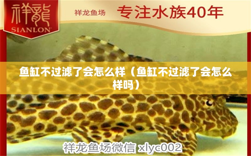 魚(yú)缸不過(guò)濾了會(huì)怎么樣（魚(yú)缸不過(guò)濾了會(huì)怎么樣嗎） 元寶鳳凰魚(yú)專用魚(yú)糧