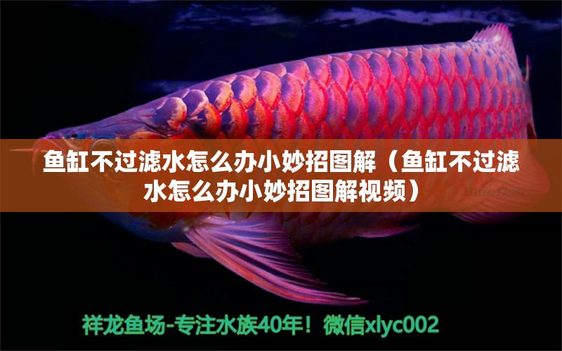 魚(yú)缸不過(guò)濾水怎么辦小妙招圖解（魚(yú)缸不過(guò)濾水怎么辦小妙招圖解視頻） 觀賞魚(yú)市場(chǎng)（混養(yǎng)魚(yú)）