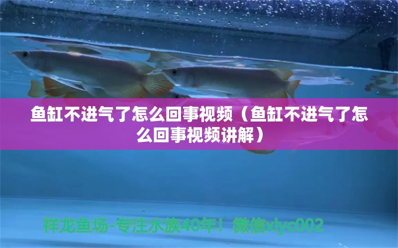 魚缸不進(jìn)氣了怎么回事視頻（魚缸不進(jìn)氣了怎么回事視頻講解）