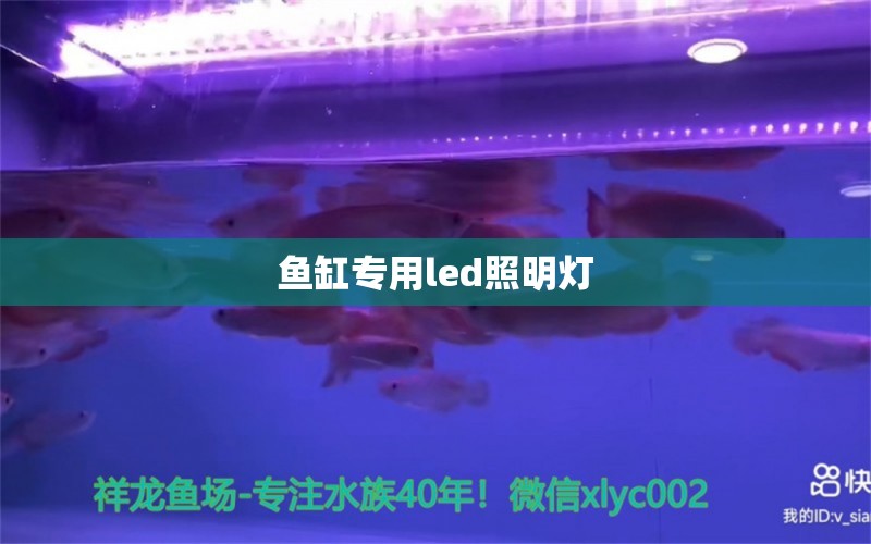 魚缸專用led照明燈 祥龍魚場