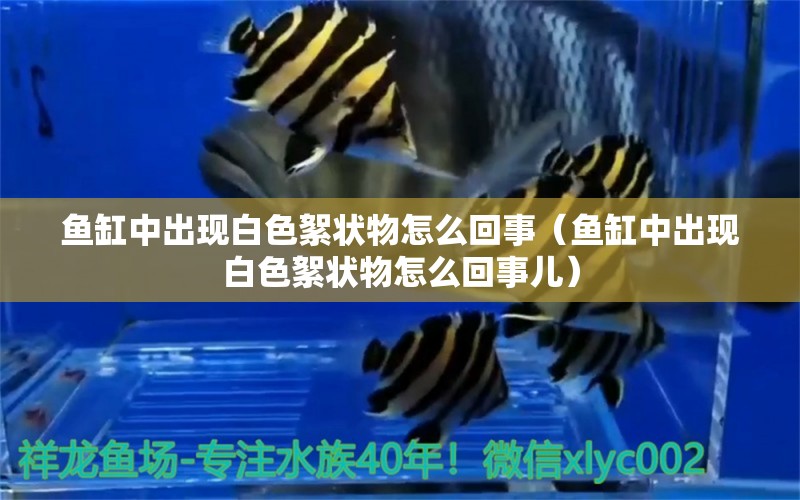 魚(yú)缸中出現(xiàn)白色絮狀物怎么回事（魚(yú)缸中出現(xiàn)白色絮狀物怎么回事兒）