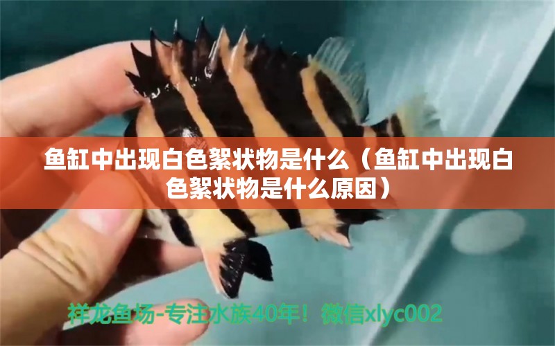 魚缸中出現(xiàn)白色絮狀物是什么（魚缸中出現(xiàn)白色絮狀物是什么原因）