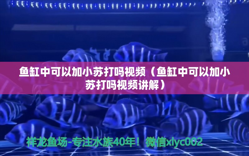 魚缸中可以加小蘇打嗎視頻（魚缸中可以加小蘇打嗎視頻講解） 祥龍水族醫(yī)院