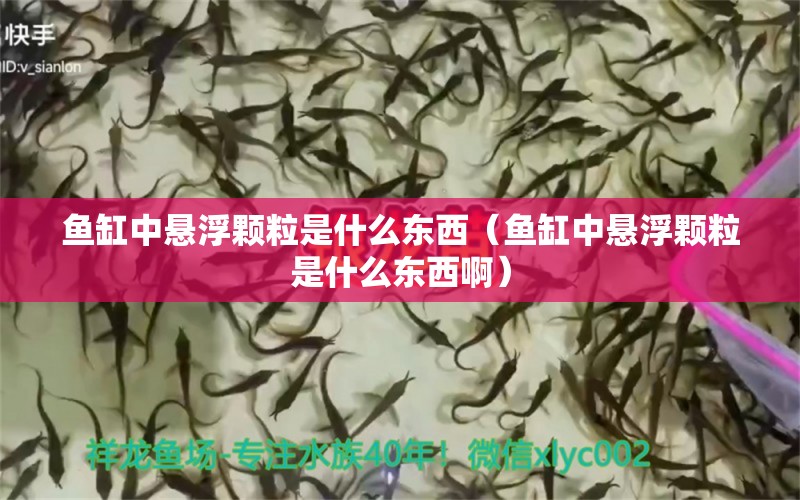 魚(yú)缸中懸浮顆粒是什么東西（魚(yú)缸中懸浮顆粒是什么東西?。?祥龍水族醫(yī)院