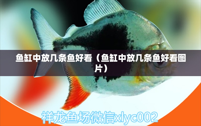 魚缸中放幾條魚好看（魚缸中放幾條魚好看圖片） 觀賞魚市場(chǎng)（混養(yǎng)魚）