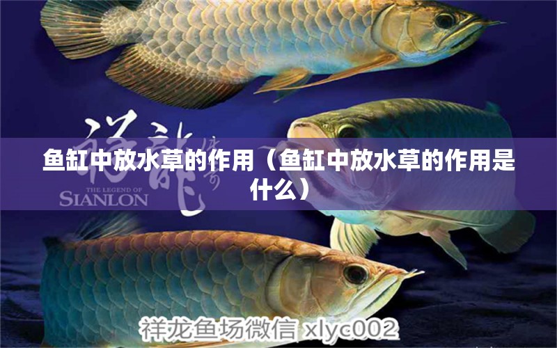 魚缸中放水草的作用（魚缸中放水草的作用是什么）