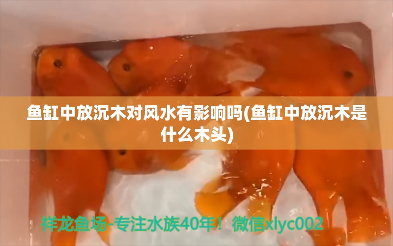 魚缸中放沉木對風(fēng)水有影響嗎(魚缸中放沉木是什么木頭) 魚缸風(fēng)水