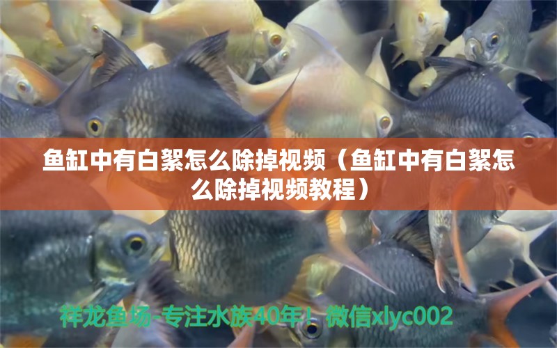 魚缸中有白絮怎么除掉視頻（魚缸中有白絮怎么除掉視頻教程）