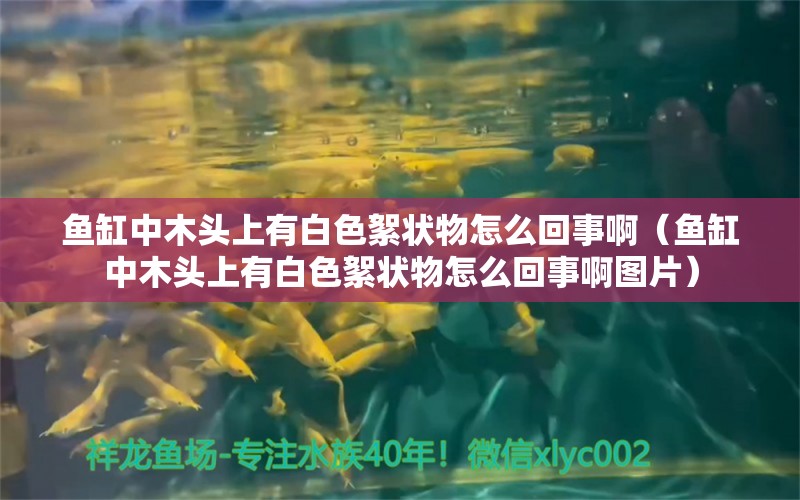 魚缸中木頭上有白色絮狀物怎么回事?。~缸中木頭上有白色絮狀物怎么回事啊圖片）