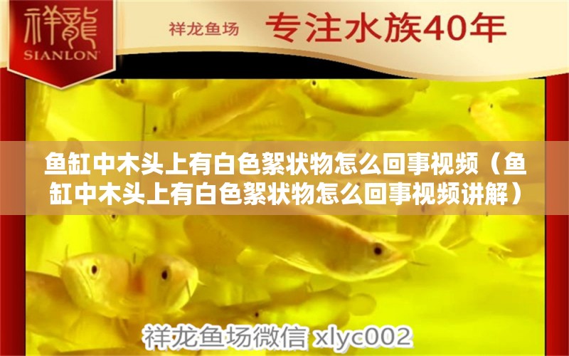 魚缸中木頭上有白色絮狀物怎么回事視頻（魚缸中木頭上有白色絮狀物怎么回事視頻講解）