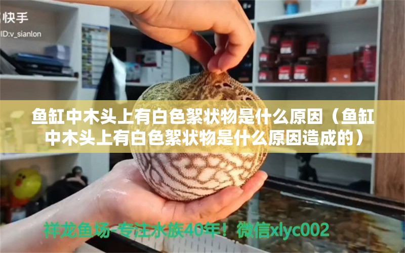 魚缸中木頭上有白色絮狀物是什么原因（魚缸中木頭上有白色絮狀物是什么原因造成的） 其他品牌魚缸