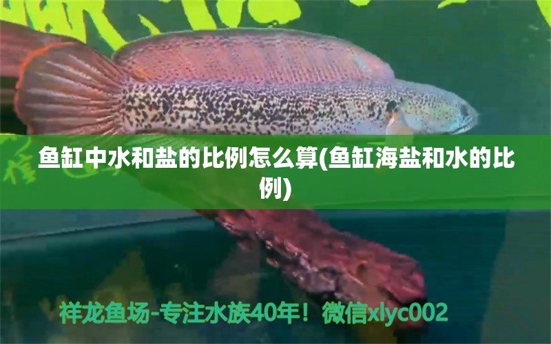 魚(yú)缸中水和鹽的比例怎么算(魚(yú)缸海鹽和水的比例) 斑馬鴨嘴魚(yú)苗