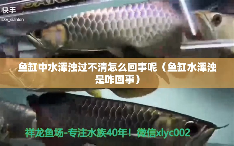 魚缸中水渾濁過不清怎么回事呢（魚缸水渾濁是咋回事） 赤荔鳳冠魚