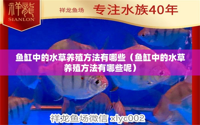 魚缸中的水草養(yǎng)殖方法有哪些（魚缸中的水草養(yǎng)殖方法有哪些呢）