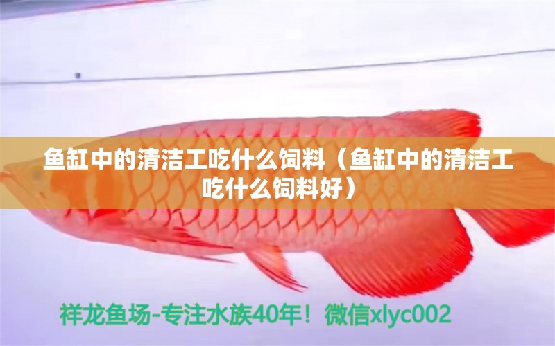 魚缸中的清潔工吃什么飼料（魚缸中的清潔工吃什么飼料好）