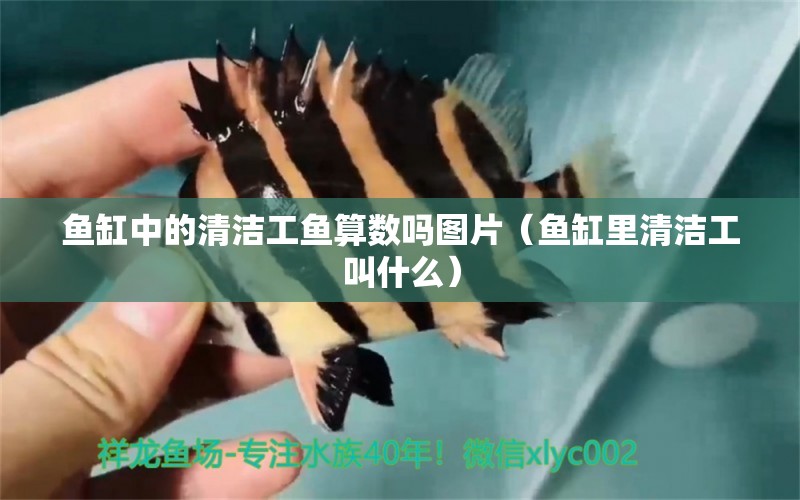 魚缸中的清潔工魚算數(shù)嗎圖片（魚缸里清潔工叫什么）