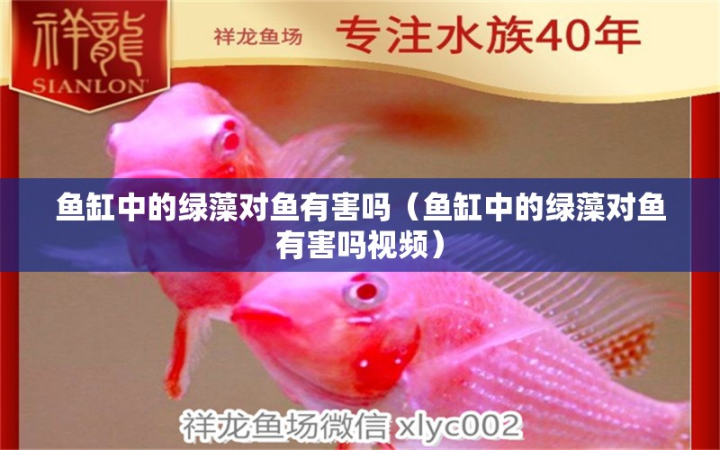 魚缸中的綠藻對魚有害嗎（魚缸中的綠藻對魚有害嗎視頻） 魚糧魚藥