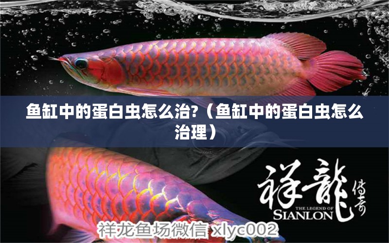 魚缸中的蛋白蟲怎么治?（魚缸中的蛋白蟲怎么治理） 魚缸水泵