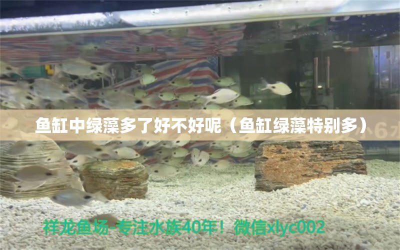 魚缸中綠藻多了好不好呢（魚缸綠藻特別多） 廣州觀賞魚批發(fā)市場(chǎng)