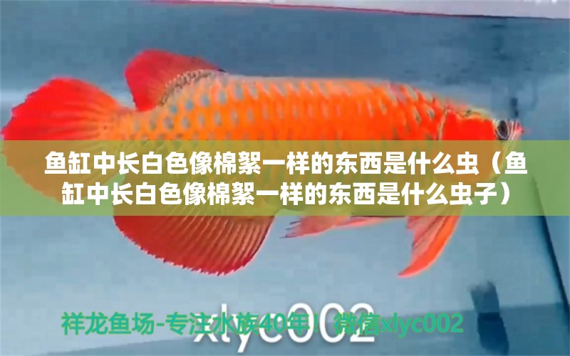 魚缸中長(zhǎng)白色像棉絮一樣的東西是什么蟲（魚缸中長(zhǎng)白色像棉絮一樣的東西是什么蟲子）