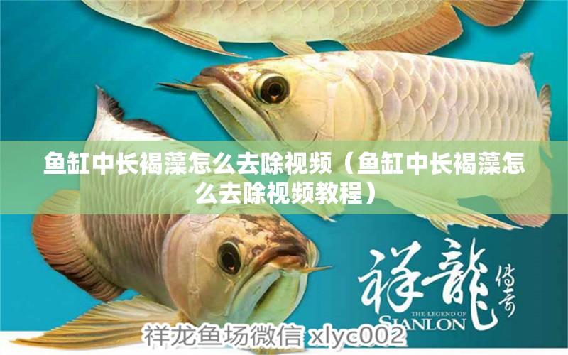 魚缸中長褐藻怎么去除視頻（魚缸中長褐藻怎么去除視頻教程）