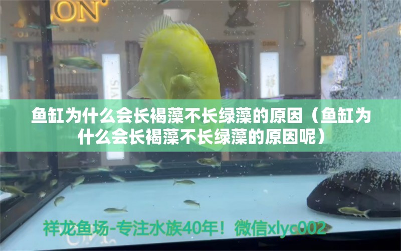 魚缸為什么會(huì)長(zhǎng)褐藻不長(zhǎng)綠藻的原因（魚缸為什么會(huì)長(zhǎng)褐藻不長(zhǎng)綠藻的原因呢） 觀賞魚市場(chǎng)（混養(yǎng)魚）