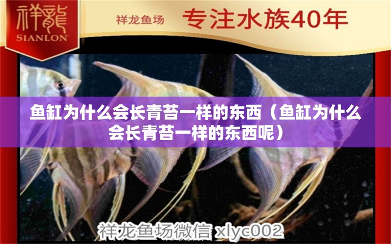 魚(yú)缸為什么會(huì)長(zhǎng)青苔一樣的東西（魚(yú)缸為什么會(huì)長(zhǎng)青苔一樣的東西呢） 祥龍魚(yú)場(chǎng)