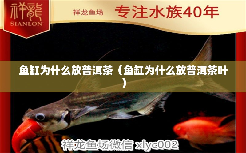 魚缸為什么放普洱茶（魚缸為什么放普洱茶葉） 白玉紅龍魚