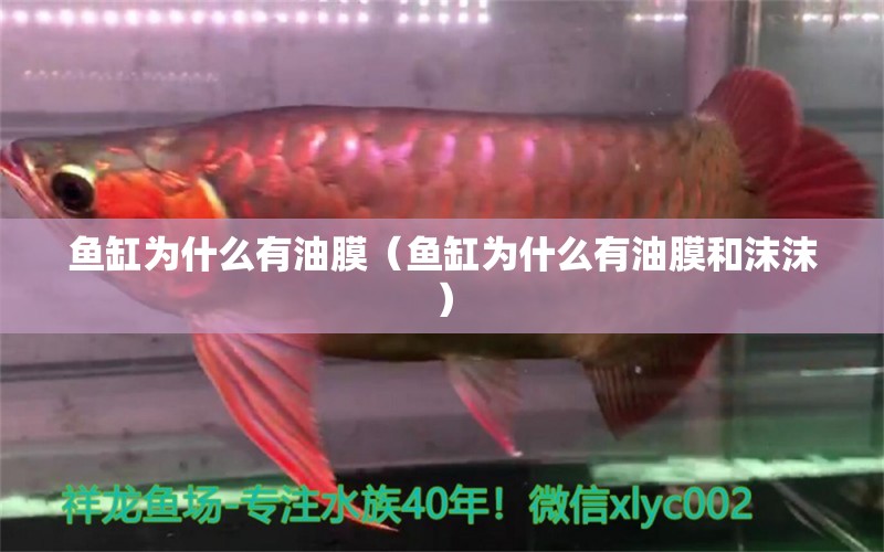 魚缸為什么有油膜（魚缸為什么有油膜和沫沫） 紅白錦鯉魚