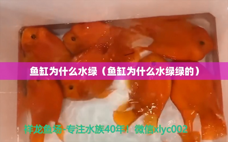 魚缸為什么水綠（魚缸為什么水綠綠的）