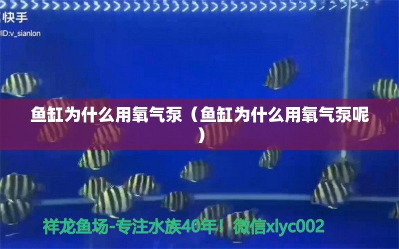 魚缸為什么用氧氣泵（魚缸為什么用氧氣泵呢） 祥龍水族醫(yī)院