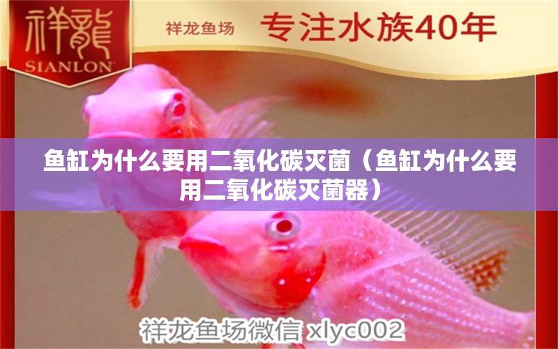 魚缸為什么要用二氧化碳滅菌（魚缸為什么要用二氧化碳滅菌器） 二氧化碳設(shè)備