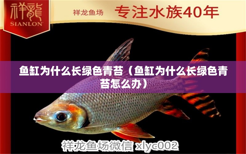 魚缸為什么長(zhǎng)綠色青苔（魚缸為什么長(zhǎng)綠色青苔怎么辦） 祥龍水族醫(yī)院